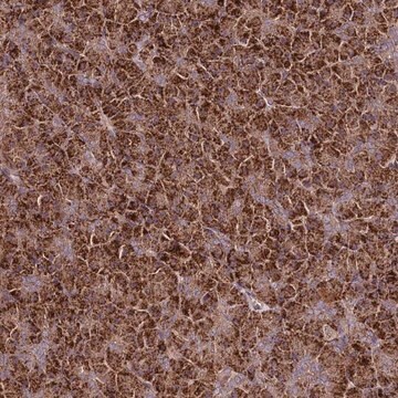 Anti-TNPO3 antibody produced in rabbit Prestige Antibodies&#174; Powered by Atlas Antibodies, affinity isolated antibody, buffered aqueous glycerol solution