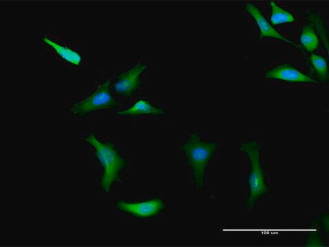 Anti-PRKAG2 antibody produced in rabbit purified immunoglobulin, buffered aqueous solution