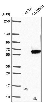 Anti-CUEDC1 antibody produced in rabbit Prestige Antibodies&#174; Powered by Atlas Antibodies, affinity isolated antibody, buffered aqueous glycerol solution, Ab1