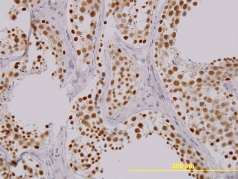 Monoclonal Anti-TAOK1 antibody produced in mouse clone 4E12, purified immunoglobulin, buffered aqueous solution