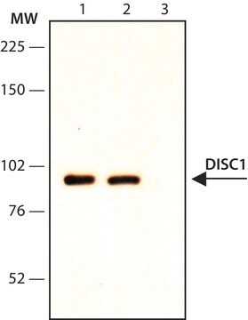 Anti-DISC-1 (Internal) antibody produced in rabbit ~1&#160;mg/mL, affinity isolated antibody