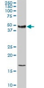 Anti-F3 antibody produced in rabbit purified immunoglobulin, buffered aqueous solution