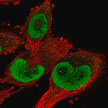 Anti-TXNRD1 antibody produced in rabbit Prestige Antibodies&#174; Powered by Atlas Antibodies, affinity isolated antibody