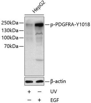 Anti-Phospho-PDGFRA-Y1018 antibody produced in rabbit