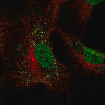 Anti-Gimap2 Antibody Produced In Rabbit Prestige Antibodies&#174; Powered by Atlas Antibodies, affinity isolated antibody, buffered aqueous glycerol solution