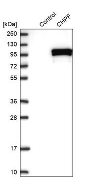 Anti-CHPF antibody produced in rabbit Prestige Antibodies&#174; Powered by Atlas Antibodies, affinity isolated antibody, buffered aqueous glycerol solution