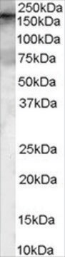 Anti-GEF5 antibody produced in goat affinity isolated antibody, buffered aqueous solution