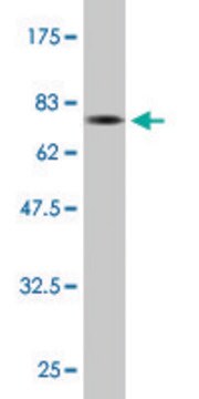 Monoclonal Anti-SQSTM1 antibody produced in mouse clone 1C9, purified immunoglobulin, buffered aqueous solution