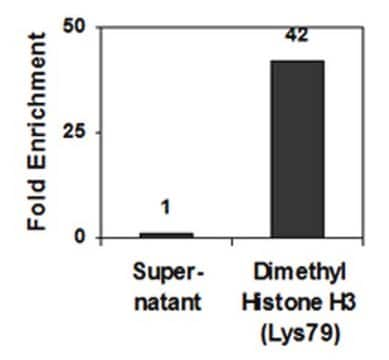 Anti-Dimethyl-Histon H3-Antikörper (Lys79), Klon NL59, Kaninchen, monoklonal culture supernatant, clone NL59, Upstate&#174;