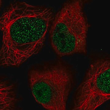 Anti-LOXL2 antibody produced in rabbit Prestige Antibodies&#174; Powered by Atlas Antibodies, affinity isolated antibody