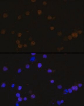 Anti- RB antibody produced in rabbit