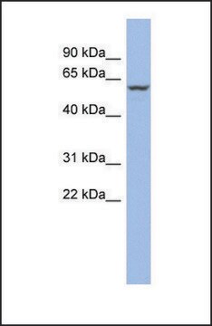 Anti-PPARA, (N-terminal) antibody produced in rabbit affinity isolated antibody