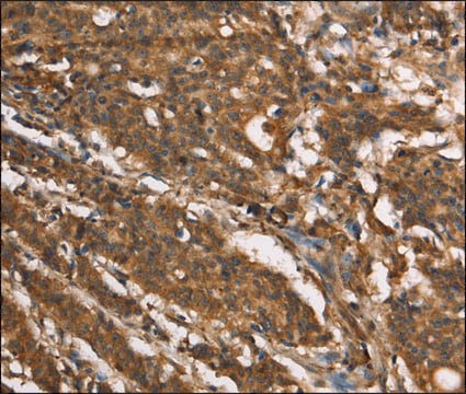 Anti-MARC1 antibody produced in rabbit affinity isolated antibody