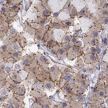 Anti-CNR1 antibody produced in rabbit Prestige Antibodies&#174; Powered by Atlas Antibodies, affinity isolated antibody, buffered aqueous glycerol solution