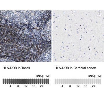 Anti-HLA-DOB antibody produced in rabbit Prestige Antibodies&#174; Powered by Atlas Antibodies, affinity isolated antibody, buffered aqueous glycerol solution