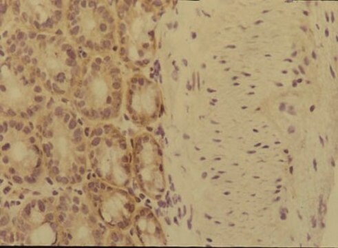 Anti-Integrin &#945;6 Antibody, clone MA6 clone MA6, Chemicon&#174;, from rat