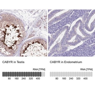 Anti-CABYR antibody produced in rabbit Prestige Antibodies&#174; Powered by Atlas Antibodies, affinity isolated antibody, buffered aqueous glycerol solution