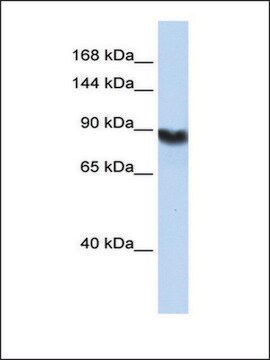 Anti-LIG1 antibody produced in rabbit affinity isolated antibody