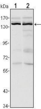 Monoclonal Anti-KDM3A antibody produced in mouse clone 2E1, ascites fluid