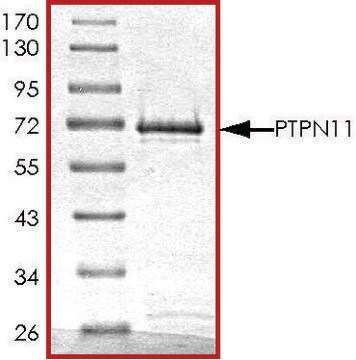 PTPN11 (246-593), active, GST tagged human recombinant, expressed in E. coli, &#8805;70% (SDS-PAGE), buffered aqueous glycerol solution