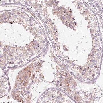 Anti-PDZD2 antibody produced in rabbit Prestige Antibodies&#174; Powered by Atlas Antibodies, affinity isolated antibody, buffered aqueous glycerol solution