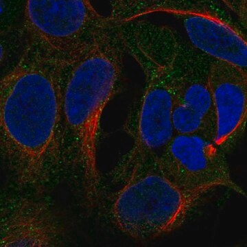 Anti-Ccdc22 Antibody Produced In Rabbit Prestige Antibodies&#174; Powered by Atlas Antibodies, affinity isolated antibody, buffered aqueous glycerol solution