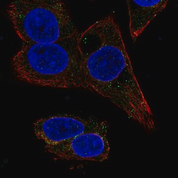 Anti-Serpina4 Antibody Produced In Rabbit Prestige Antibodies&#174; Powered by Atlas Antibodies, affinity isolated antibody, buffered aqueous glycerol solution