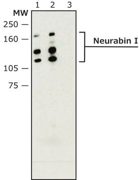 Anti-Neurabin I antibody produced in rabbit affinity isolated antibody, buffered aqueous solution