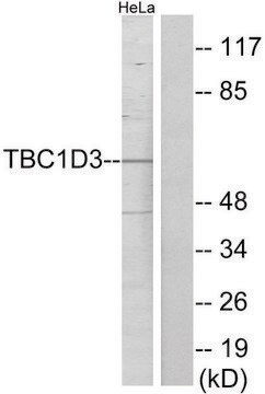 Anti-TBC1D3 antibody produced in rabbit affinity isolated antibody