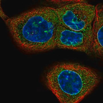 Anti-CASC3 antibody produced in rabbit Prestige Antibodies&#174; Powered by Atlas Antibodies, affinity isolated antibody