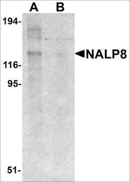 Anti-NALP8 antibody produced in rabbit affinity isolated antibody, buffered aqueous solution