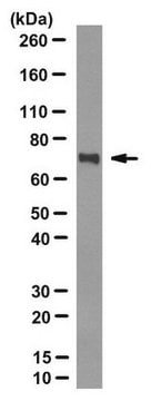 Anti-methylated TLS/FUS Antibody, clone 9G6 clone 9G6, from rat