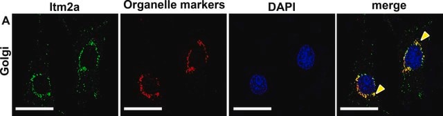 抗 GM130（C-末端） 兔抗 affinity isolated antibody, buffered aqueous solution