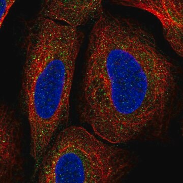 Anti-TMEM136 antibody produced in rabbit Prestige Antibodies&#174; Powered by Atlas Antibodies, affinity isolated antibody