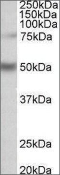 Anti-ULK3 (C-terminal) antibody produced in goat affinity isolated antibody, buffered aqueous solution