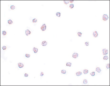 Anti-SCRN3 antibody produced in rabbit affinity isolated antibody, buffered aqueous solution