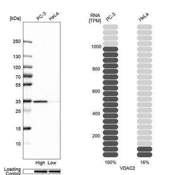 Anti-VDAC2 antibody produced in rabbit Prestige Antibodies&#174; Powered by Atlas Antibodies, affinity isolated antibody, buffered aqueous glycerol solution