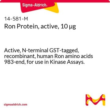 Ron Protein, active, 10 &#181;g Active, N-terminal GST-tagged, recombinant, human Ron amino acids 983-end, for use in Kinase Assays.