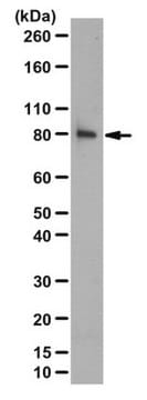 Anticuerpo anti-Beta Pix, dominio SH3 from rabbit, purified by affinity chromatography