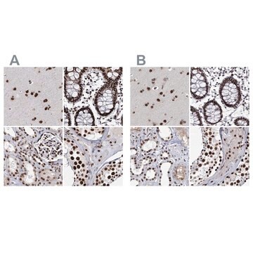 Anti-SCAF8 antibody produced in rabbit Prestige Antibodies&#174; Powered by Atlas Antibodies, affinity isolated antibody, buffered aqueous glycerol solution