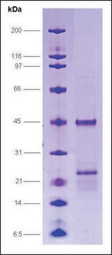 TR, &#946; 1 isoform human recombinant, expressed in E. coli, &#8805;70% (SDS-PAGE)