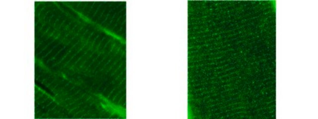 Anti-Obscurin Antibody, clone 5H10A clone 5H10A, from mouse