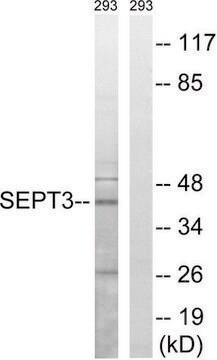 Anti-SEPT3 antibody produced in rabbit affinity isolated antibody