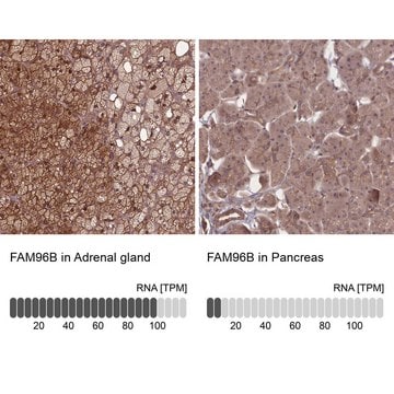 Anti-FAM96B antibody produced in rabbit Prestige Antibodies&#174; Powered by Atlas Antibodies, affinity isolated antibody, buffered aqueous glycerol solution