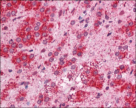 Anti-TMEM33 antibody produced in rabbit affinity isolated antibody