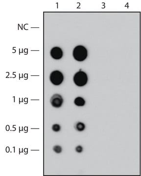 Monoclonal Anti-Factor V antibody produced in mouse clone HV-1, purified immunoglobulin, buffered aqueous solution