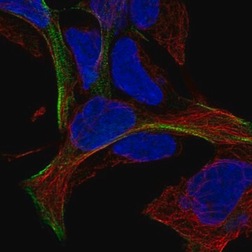 Anti-MAGEF1 antibody produced in rabbit Prestige Antibodies&#174; Powered by Atlas Antibodies, affinity isolated antibody