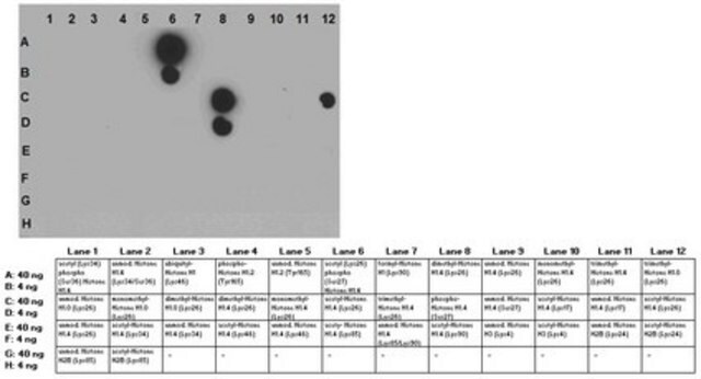 Anti-acetyl (Lys26) phospho (Ser27) Histone H1.4 Antibody from rabbit, purified by affinity chromatography