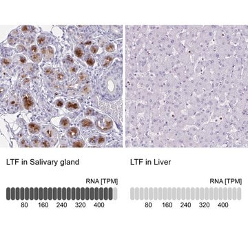 抗LTF ウサギ宿主抗体 Prestige Antibodies&#174; Powered by Atlas Antibodies, affinity isolated antibody, buffered aqueous glycerol solution