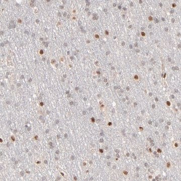 抗-NFIB 兔抗 Prestige Antibodies&#174; Powered by Atlas Antibodies, affinity isolated antibody, buffered aqueous glycerol solution